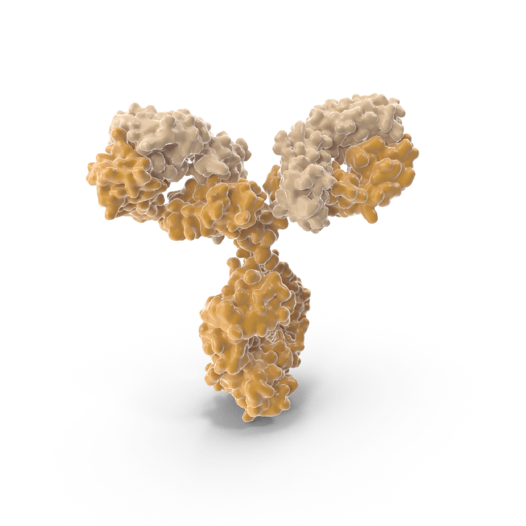 mAb anti-Amyloid Beta Peptide 42