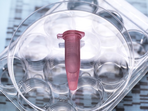 [GEN - BXP2100-NFAT] pHTS-hygro-NFAT